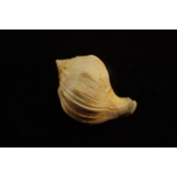 Strepcidura turgida  lutetien  Auvers sur Oise - FRANCE