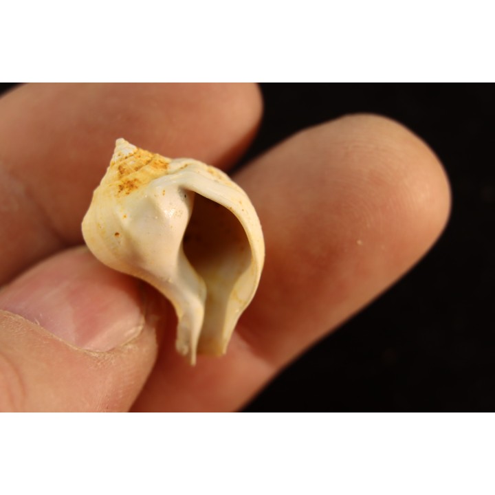 Strepcidura turgida  lutetien  Auvers sur Oise - FRANCE