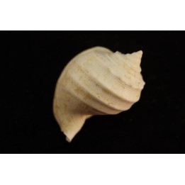Cassidaria nodosa  lutetien  Villiers saint frederic  - FRANCE