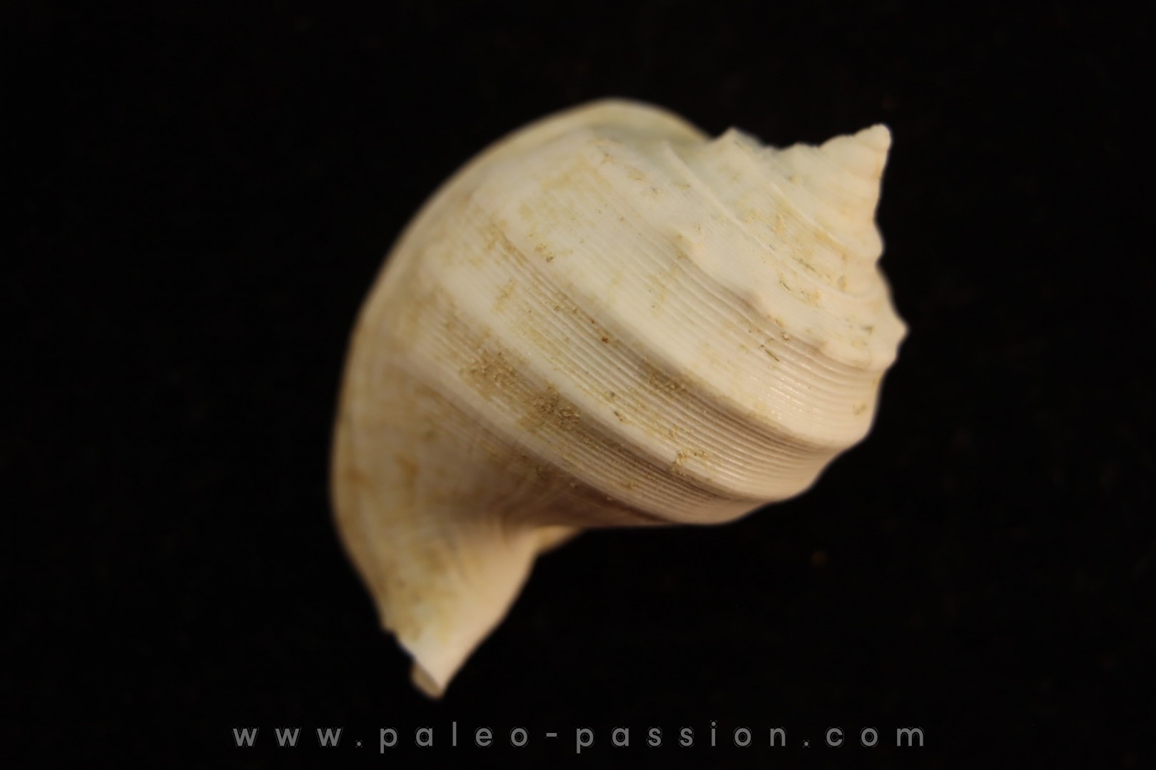 Cassidaria nodosa lutetien Villiers saint frederic - FRANCE