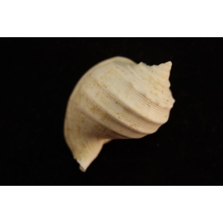 Cassidaria nodosa  lutetien  Villiers saint frederic  - FRANCE