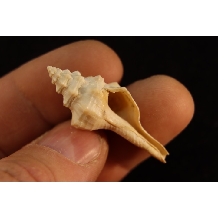 Clavilithes angulatus  lutetien  Monchovet  - FRANCE