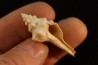 Clavilithes angulatus  lutetien  Monchovet  - FRANCE