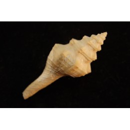 Clavilithes angulatus  lutetien  Monchovet  - FRANCE
