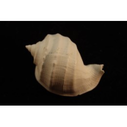 Cassidaria nodosa  lutetien  Vesly  - FRANCE