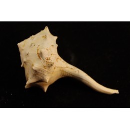 tudicla rusdica  Burdigalien  Saucats, Le Peloua, 33 - FRANCE