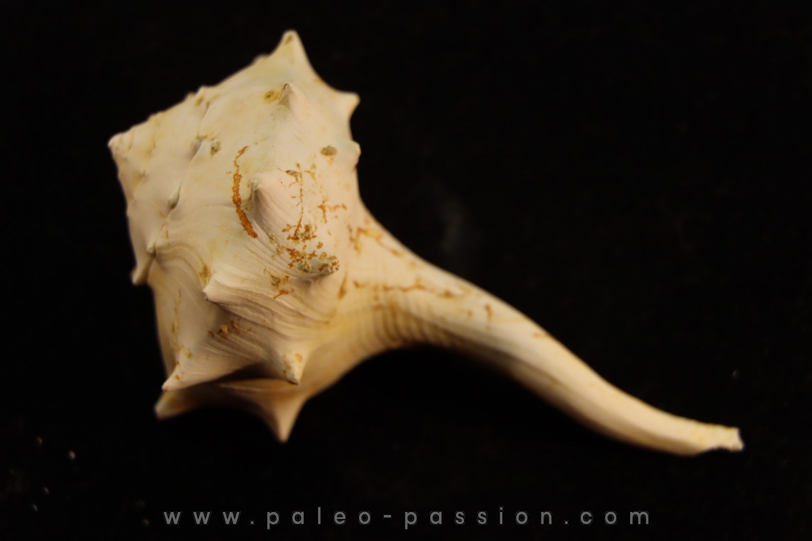 tudicla rusdica Burdigalien Saucats, Le Peloua, 33 - FRANCE