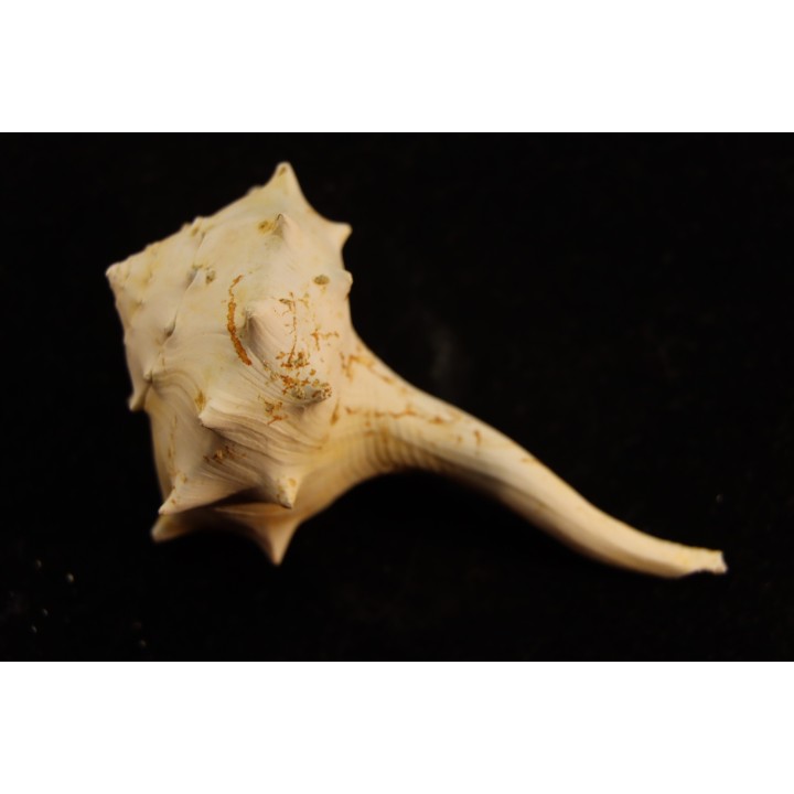 tudicla rusdica  Burdigalien  Saucats, Le Peloua, 33 - FRANCE