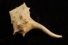 tudicla rusdica Burdigalien Saucats, Le Peloua, 33 - FRANCE