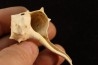 tudicla rusdica Burdigalien Saucats, Le Peloua, 33 - FRANCE