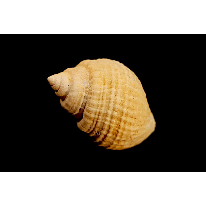 Microschiza clathrata  Hettangien  Brouch, Luxembourg