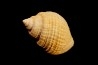 Microschiza clathrata  Hettangien  Brouch, Luxembourg
