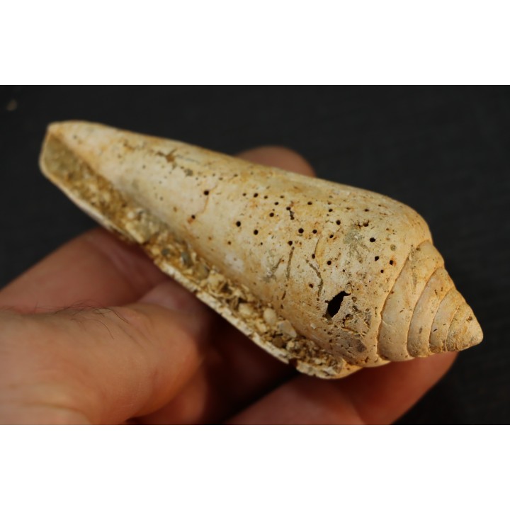 CONUS PUCHII - serravalien - Salles, France
