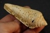 CONUS PUCHII - serravalien - Salles, France