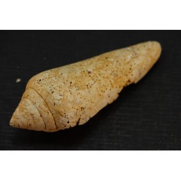 CONUS PUCHII - serravalien - Salles, France