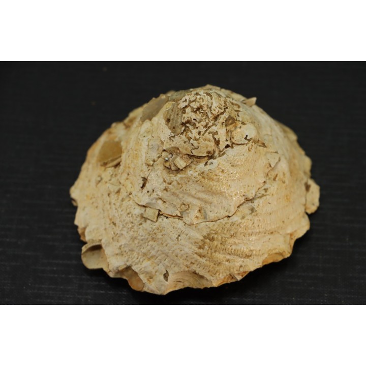 XENOPHORA INFUNDIBULLUM - serravalien - Salles, France