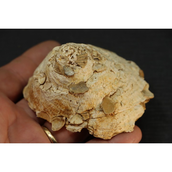 XENOPHORA INFUNDIBULLUM - serravalien - Salles, France