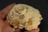 XENOPHORA INFUNDIBULLUM - serravalien - Salles, France