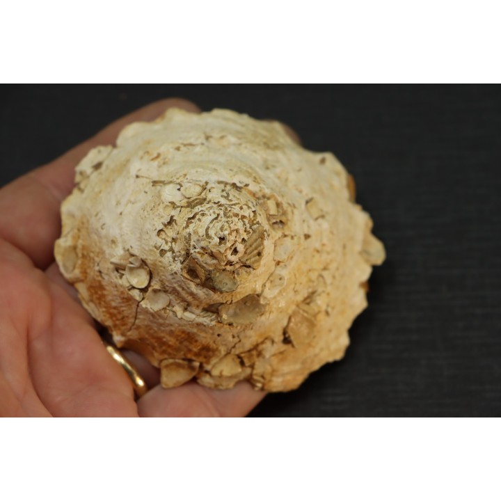 XENOPHORA INFUNDIBULLUM - serravalien - Salles, France