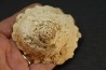 XENOPHORA INFUNDIBULLUM - serravalien - Salles, France