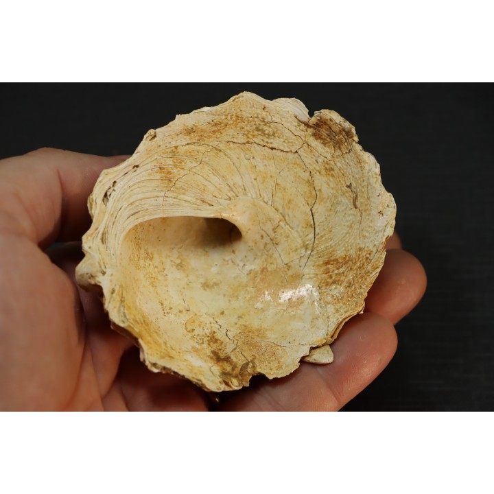 XENOPHORA INFUNDIBULLUM - serravalien - Salles, France