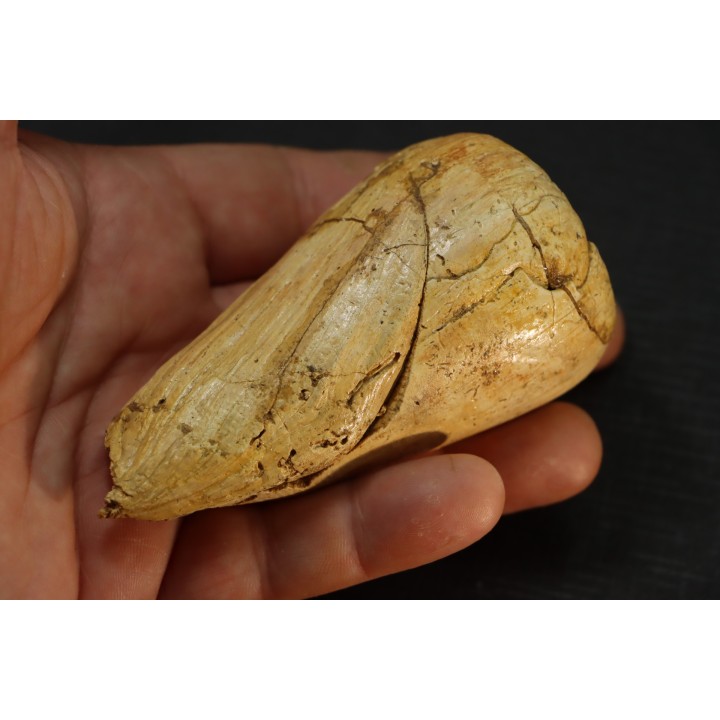 CONUS BETULINOIDES - serravalien - Salles, France