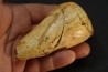 CONUS BETULINOIDES - serravalien - Salles, France