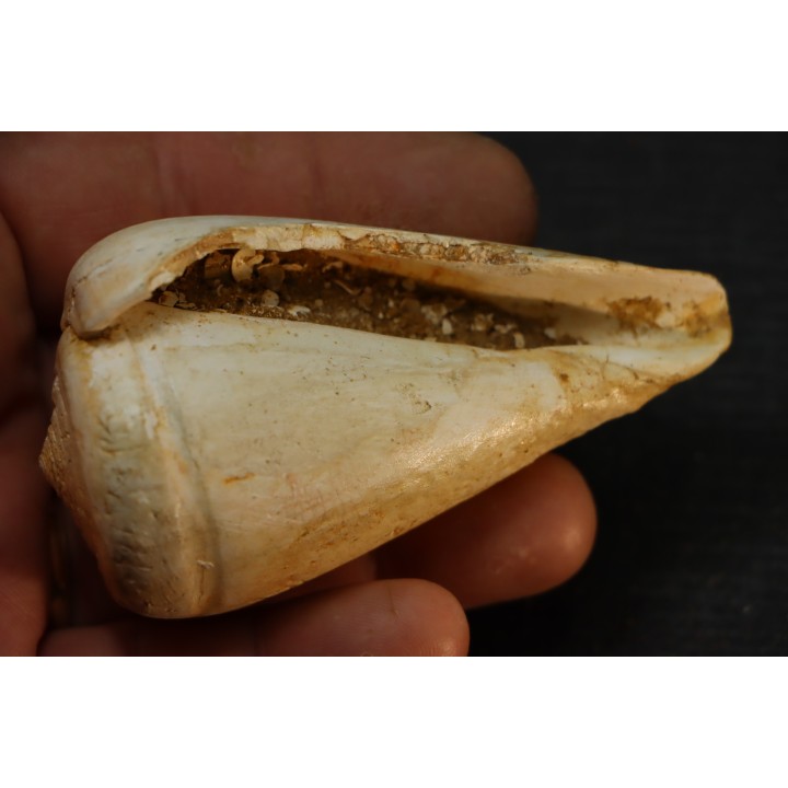 CONUS BETULINOIDES - serravalien - Salles, France