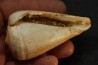 CONUS BETULINOIDES - serravalien - Salles, France