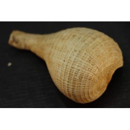 PIRULA SALLOMACENSIS - serravalien - Salles, France