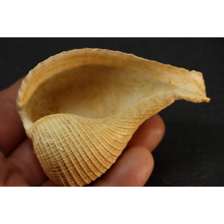 PIRULA SALLOMACENSIS - serravalien - Salles, France