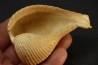 PIRULA SALLOMACENSIS - serravalien - Salles, France