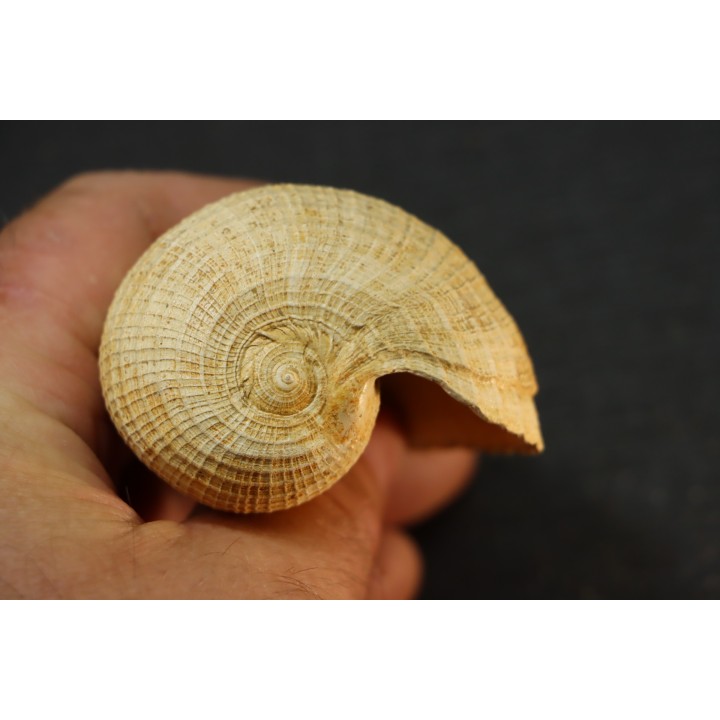 PIRULA SALLOMACENSIS - serravalien - Salles, France