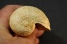 PIRULA SALLOMACENSIS - serravalien - Salles, France