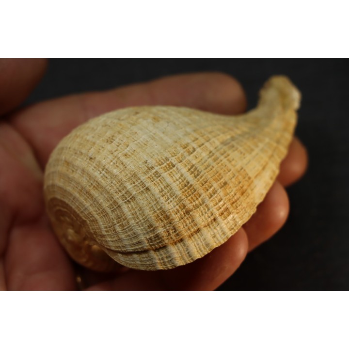 PIRULA SALLOMACENSIS - serravalien - Salles, France