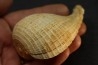 PIRULA SALLOMACENSIS - serravalien - Salles, France