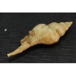 EUTHRIOFUSUS HORNESI - serravalien - Salles, France