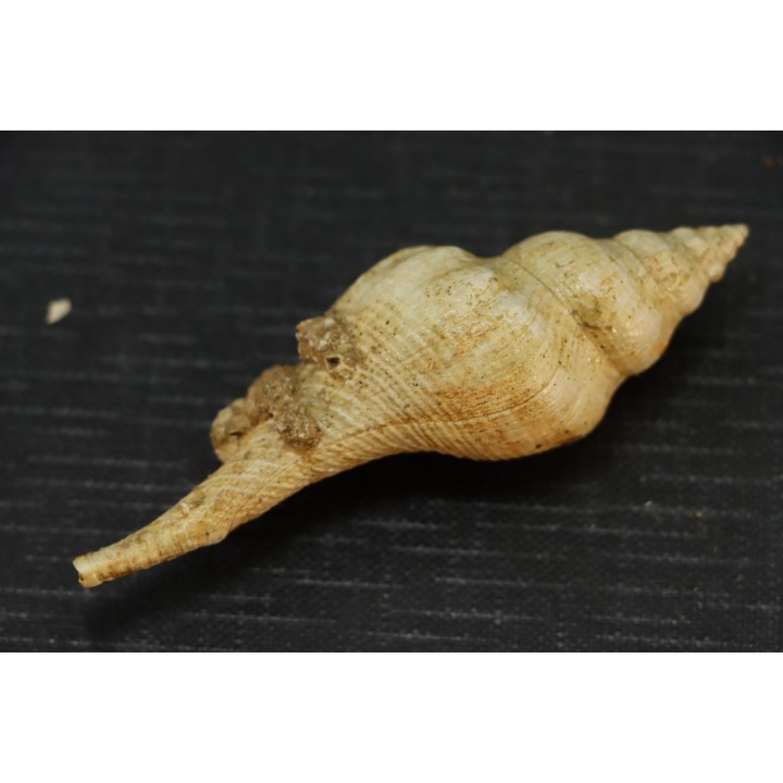 EUTHRIOFUSUS HORNESI - serravalien - Salles, France