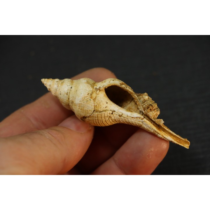 EUTHRIOFUSUS HORNESI - serravalien - Salles, France