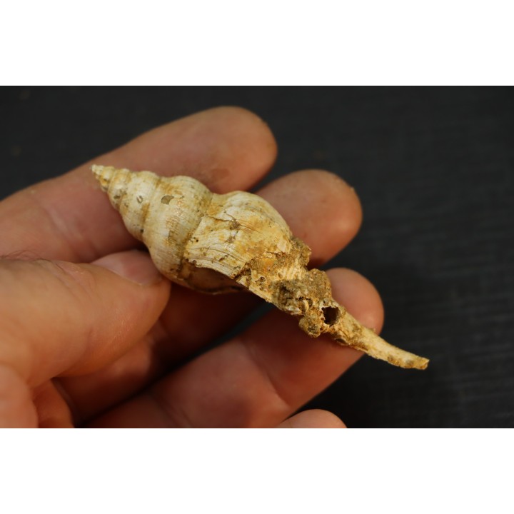 EUTHRIOFUSUS HORNESI - serravalien - Salles, France