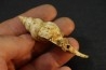 EUTHRIOFUSUS HORNESI - serravalien - Salles, France