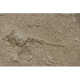 unprepared fossil fish PRISCACARA