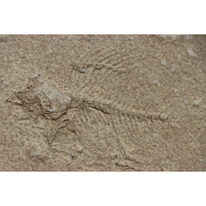 poisson fossile à dégager - PRISCACARA