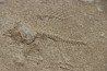 poisson fossile à dégager - PRISCACARA