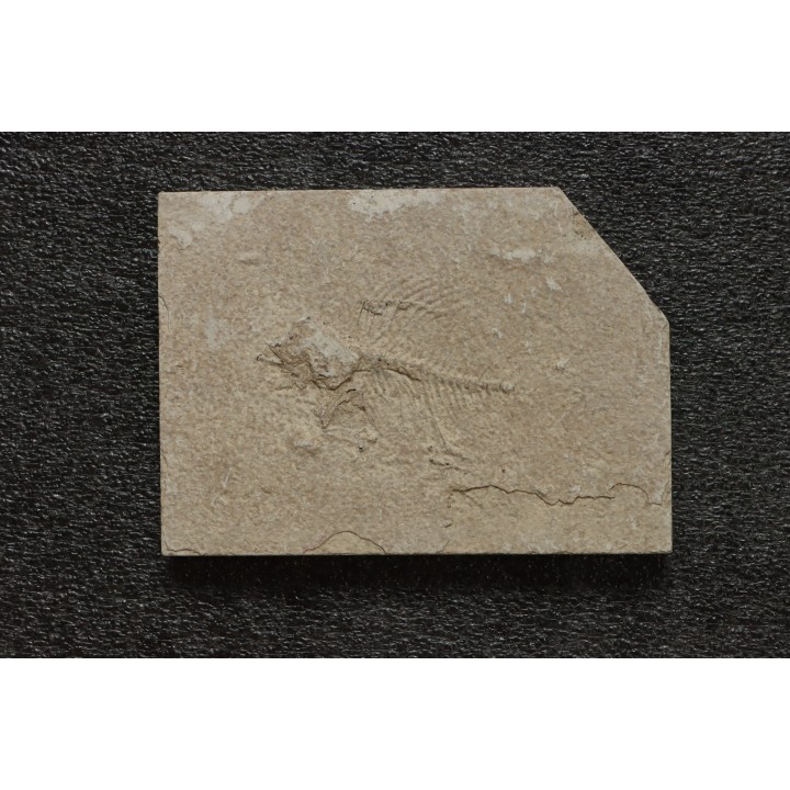 unprepared fossil fish PRISCACARA