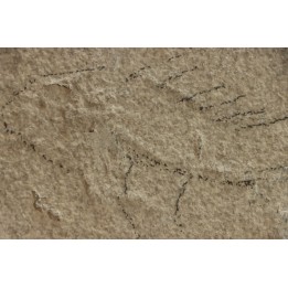 unprepared fossil fish PRISCACARA