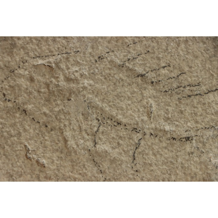 unprepared fossil fish PRISCACARA