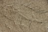 unprepared fossil fish PRISCACARA