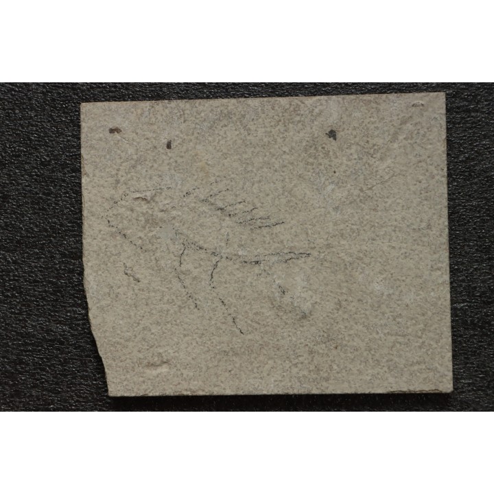 poisson fossile à dégager - PRISCACARA