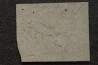 unprepared fossil fish PRISCACARA